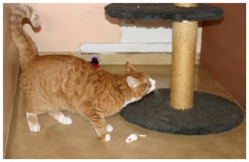 Bildgalleriets omslag&nbsp;