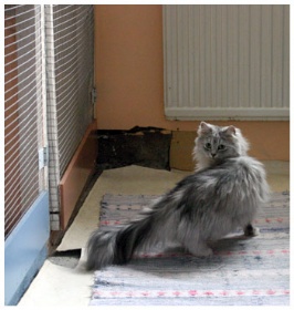 Bildgalleriets omslag&nbsp;